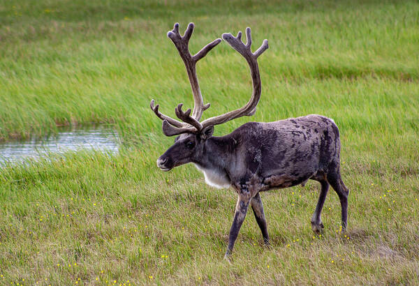 Caribou Art Print featuring the photograph Caribou Buck #1 by Anthony Jones