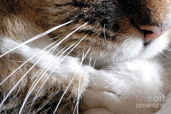 Wildlife Art Print featuring the photograph Cat Whiskers #1 by Cordelia Molloy/science Photo Library