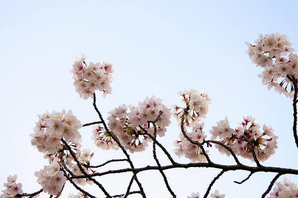Meguro Ward Art Print featuring the photograph Cherry Blossom On Branch #1 by Japan From My Eye