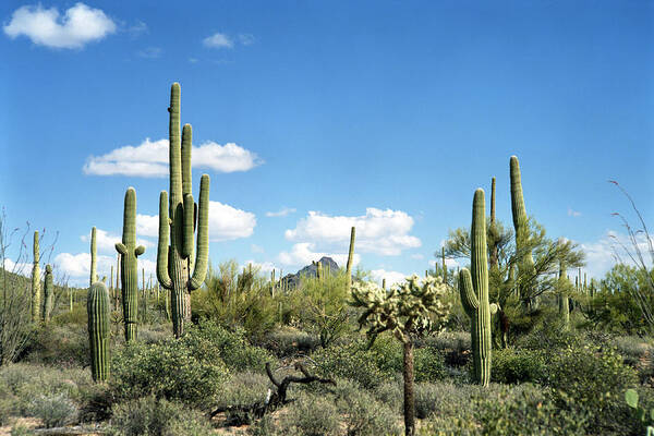 Saguaro Cactus Art Print featuring the photograph Desert Landscape #1 by Kingwu
