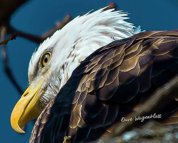 Eagle Art Print featuring the photograph Eagle #2 by David Wagenblatt