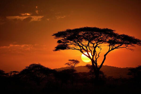 Scenics Art Print featuring the photograph End Of A Safari-day In The Serengeti #1 by Guenterguni