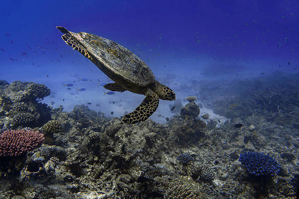 Diving Art Print featuring the photograph Eretmochelys Imbricata #1 by Alessandro Catta