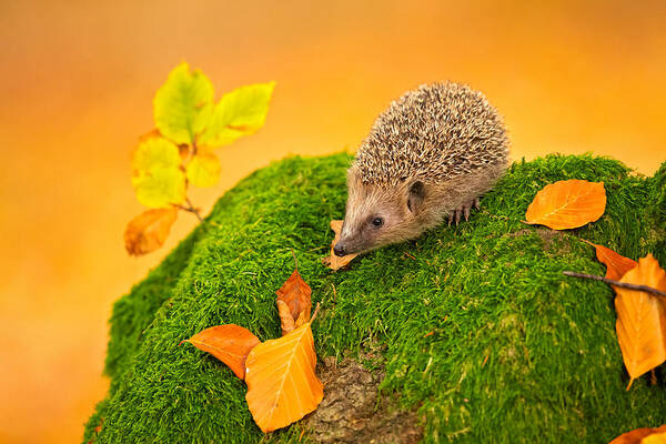 European_hedgehog Art Print featuring the photograph European Hedgehog #1 by Milan Zygmunt