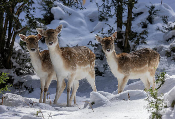 Mammal Art Print featuring the photograph Fawn Fallow Deer In Snow #1 by Bob Gibbons/science Photo Library