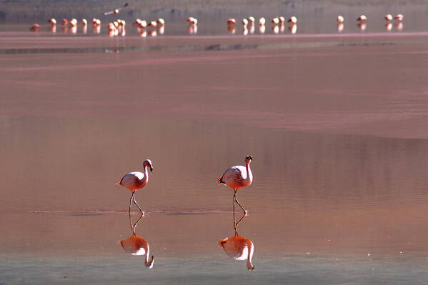 Bolivia Art Print featuring the photograph Flamingo At Laguna Colorada #1 by Giancarlo Baravalle
