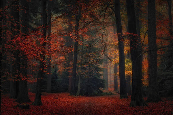 Forest Art Print featuring the photograph Frozen In Autumn #1 by Saskia Dingemans