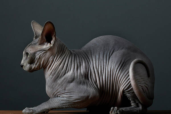Pets Art Print featuring the photograph Hairless Cat #1 by Peter Samuels