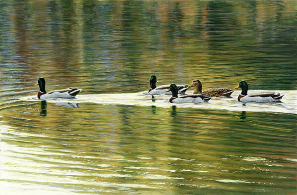Mallard Swimming In A Lake Or Pond Art Print featuring the painting Hanover Mallards #1 by Bruce Dumas