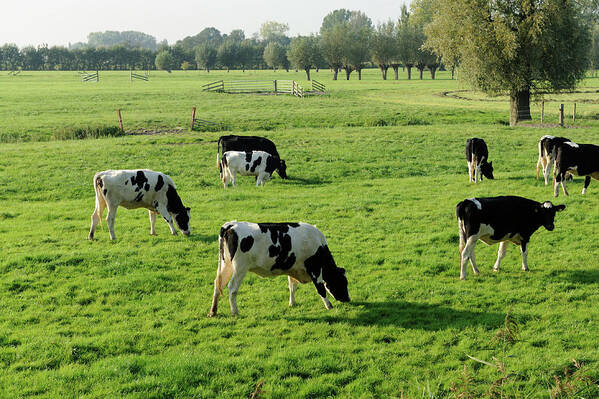 Scenics Art Print featuring the photograph Holstein Cows In A Meadow #1 by Vliet