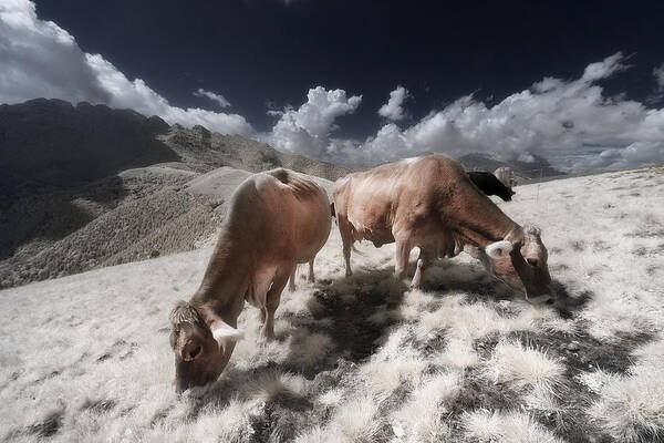 Cow Art Print featuring the photograph Infrared Cows #1 by Filippo Manini