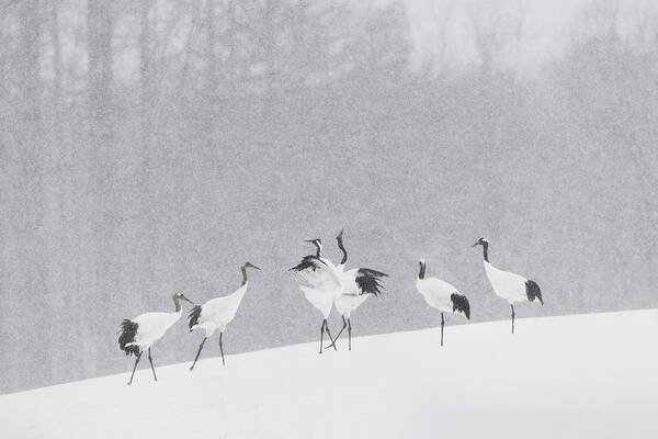 Crane Art Print featuring the photograph Japanese Cranes #1 by Roberto Marchegiani