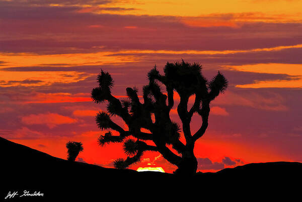 Arid Climate Art Print featuring the photograph Joshua Tree at Sunset by Jeff Goulden