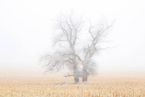 Fog Art Print featuring the photograph Last Man Standing #1 by Darren White