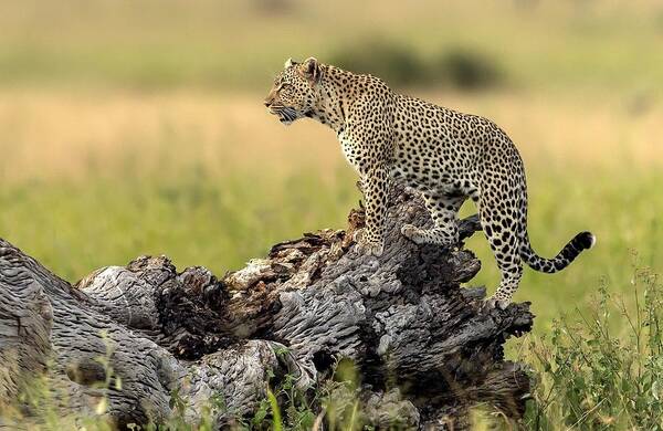 Wildlife Art Print featuring the photograph Leopard - Serengeti, Tanzania #1 by Giuseppe D\\'amico