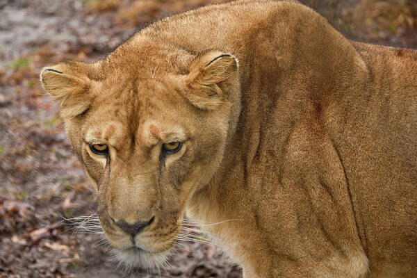 Lioness Art Print featuring the photograph Lioness #2 #1 by Minnie Gallman