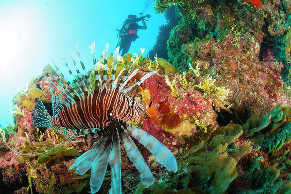 Underwater Art Print featuring the photograph Lionfish #1 by Michele Westmorland