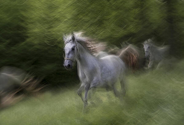 Horses Art Print featuring the photograph Lipizzaner #1 by Milan Malovrh