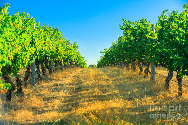 Vineyard Art Print featuring the photograph Margaret River Vineyard #1 by Benny Marty