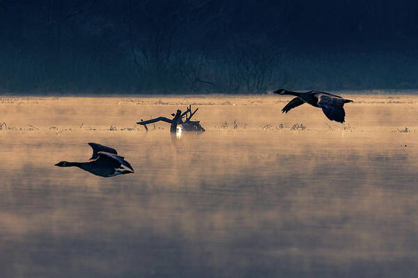 Geese Art Print featuring the photograph Morning Flight #1 by Allin Sorenson