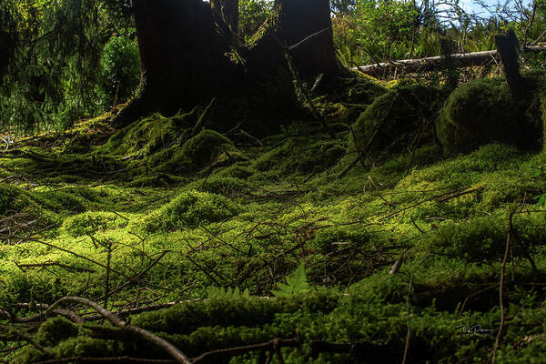 Carpet Art Print featuring the photograph Moss Carpet #1 by Bill Posner