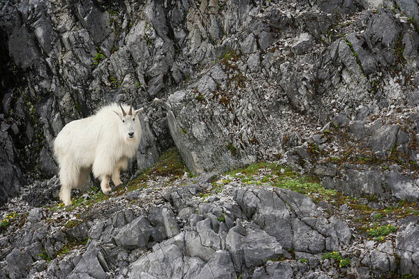 Recreational Pursuit Art Print featuring the photograph Mountain Goat, Glacier Bay National #1 by Mint Images/ Art Wolfe
