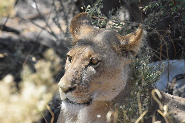 Lion Art Print featuring the photograph Okavango Lioness by Ben Foster