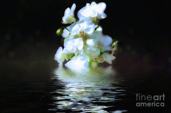 Orchids Art Print featuring the photograph Orchid Reflection #1 by Elaine Manley