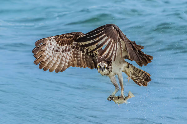 Bird Art Print featuring the photograph Osprey #1 by James Cai