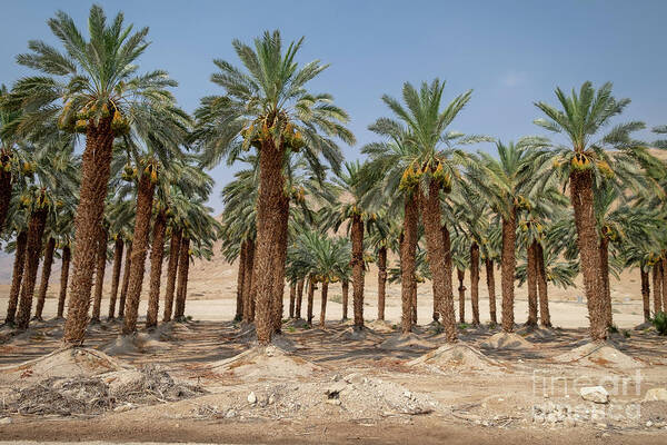 Desert Art Print featuring the photograph Palm Tree Plantation #1 by Photostock-israel/science Photo Library