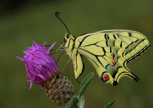 Catalonia Art Print featuring the photograph Papilio Machaon #1 by I Am Passionate About Photography And Light