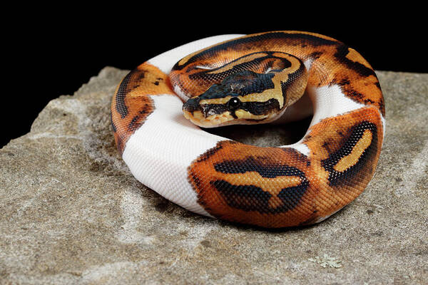 Animal Art Print featuring the photograph Piebald Ball Python On Rock by David Kenny