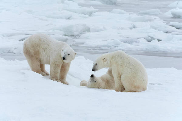 Bear Cub Art Print featuring the photograph Polar Bears In The Wild. A Powerful by Mint Images - David Schultz