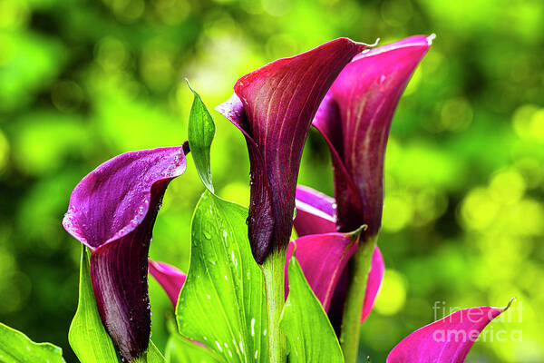 Araceae Art Print featuring the photograph Purple Calla Lily Flower #1 by Raul Rodriguez