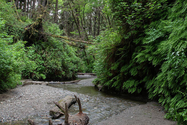 Redwoods Art Print featuring the photograph 1 Redwoods Fern Grove N. California by Phyllis Spoor