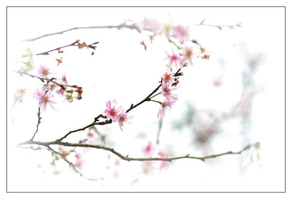 Outdoors Art Print featuring the photograph Sakura #1 by I Love Photo And Apple.