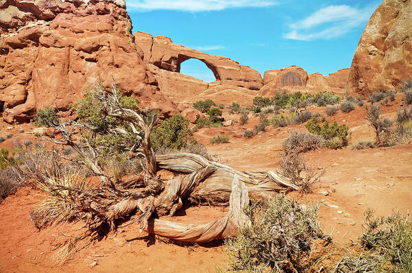Cedar Tree Art Print featuring the photograph Skyline Arch, Arches National Park #1 by Fotomonkee