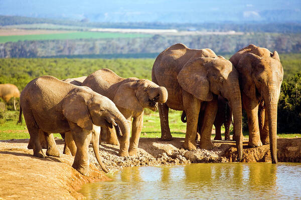 Tranquility Art Print featuring the photograph South Africa, African Elephants At #1 by John Seaton Callahan