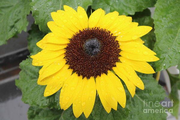 Sun Flower With Rain Dew Drops Art Print featuring the photograph Sun Flower With Rain Dew Drops by Barbra Telfer