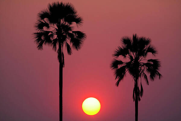 Botswana Art Print featuring the photograph Sunset, Botswana #1 by Mint Images/ Art Wolfe