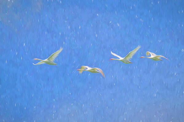 Swan Art Art Print featuring the photograph Swans Flying Art #1 by David Pyatt