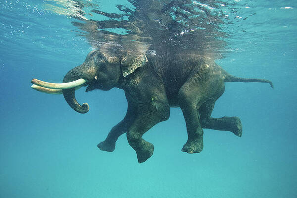 #faatoppicks Art Print featuring the photograph Swimming Elephant #1 by Mike Korostelev Www.mkorostelev.com