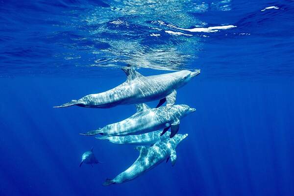 Dolphin
Tursiop
Ocean
Lagoon Art Print featuring the photograph The Group #1 by Serge Melesan