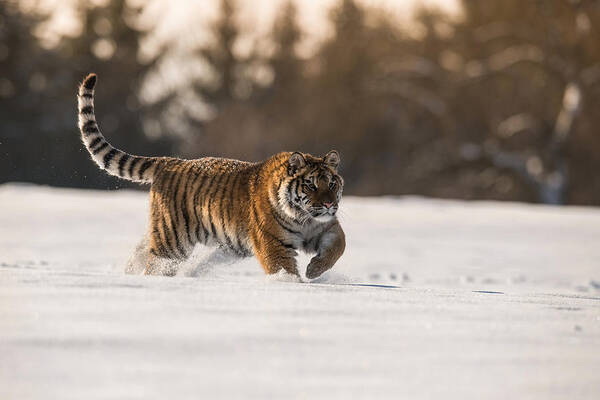 Amazing Art Print featuring the photograph The Siberian Tiger, Panthera Tigris Tigris by Petr Simon