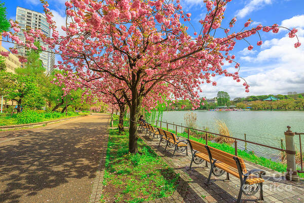 Ueno Park Art Print featuring the photograph Ueno Park cherry blossom #1 by Benny Marty