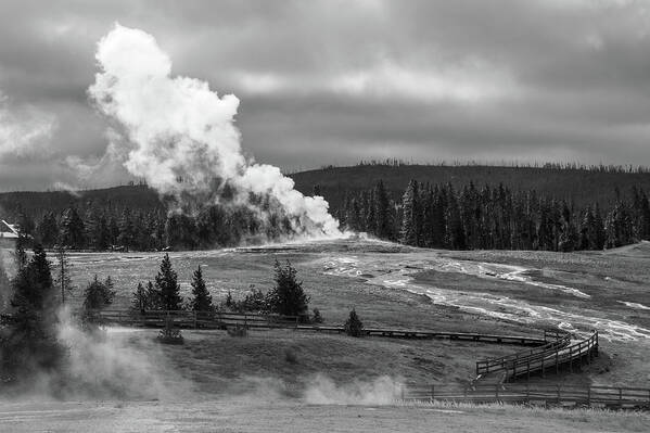 Yellowstone Art Print featuring the photograph Waiting #3 by Catherine Avilez