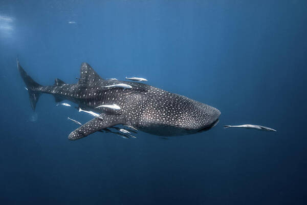 Whale Art Print featuring the photograph Whale Shark #1 by Barathieu Gabriel