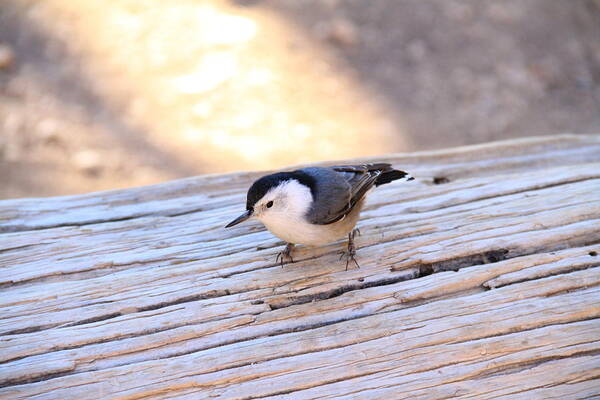 Bryce Canyon Art Print featuring the photograph White Breasted Nuthatch #2 by Ed Riche