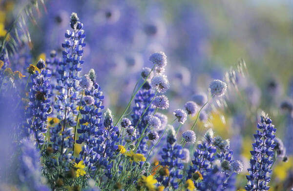 Lupine Art Print featuring the photograph Wildflowers In A Field, Gorman #1 by Mike Hill