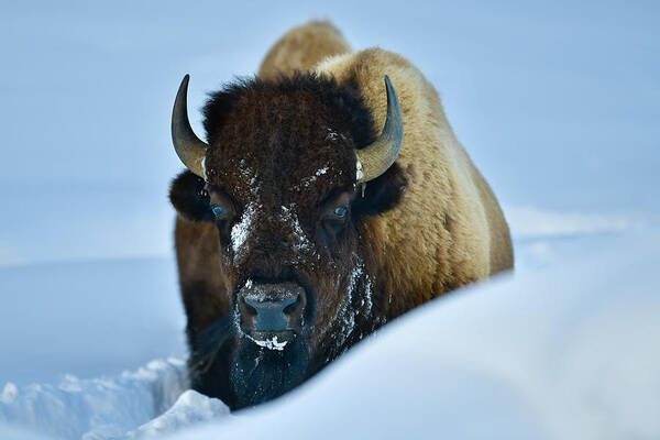Bison Art Print featuring the photograph Winter Bison #1 by Surjanto Suradji